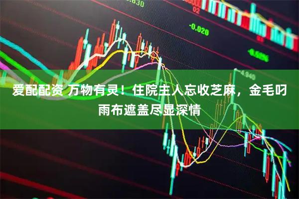 爱配配资 万物有灵！住院主人忘收芝麻，金毛叼雨布遮盖尽显深情